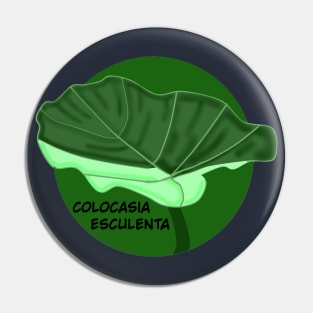 Colocasia esculenta Pin