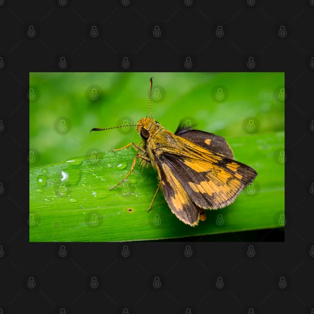 Unique and organic photo of a yellow skipper (butterfly) with wings opened by AvonPerception