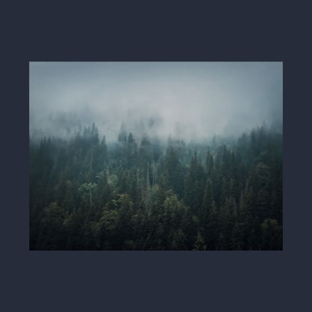 Misty fir forest by psychoshadow