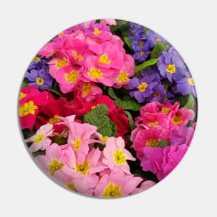 Colorful Springtime Medley of Primula Flowers Pin