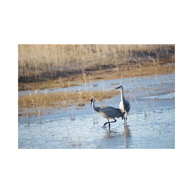 Sandhill Cranes Wading thru the Malheur NWR by DeniseBruchmanPhotography