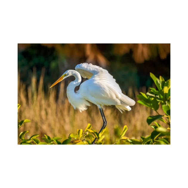 White Egret by cbernstein