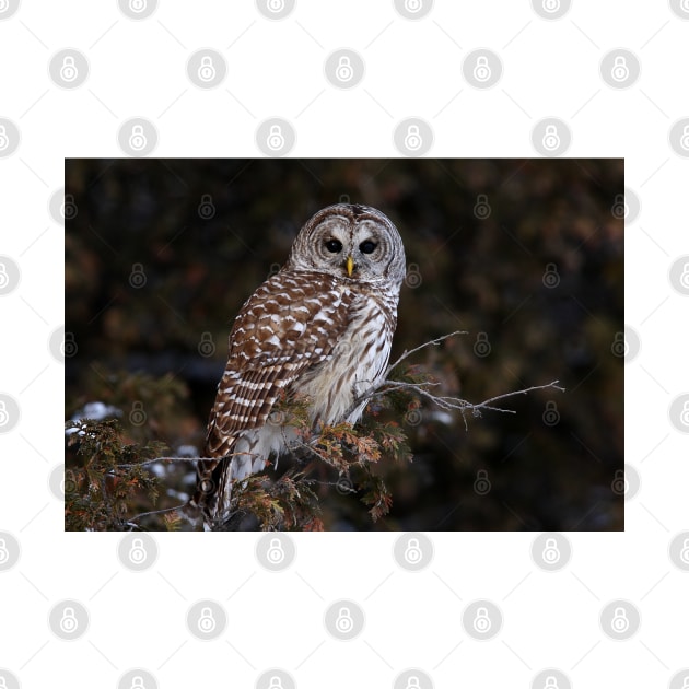 Barred Owl - Kanata by Jim Cumming