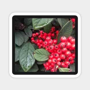 Red Christmas Berries of Harmony and Generosity Magnet