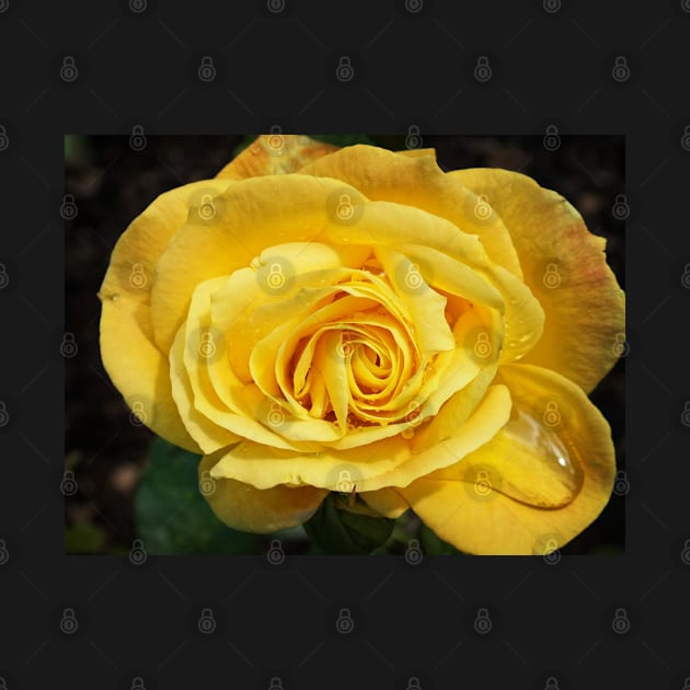 Yellow Rose by Ludwig Wagner