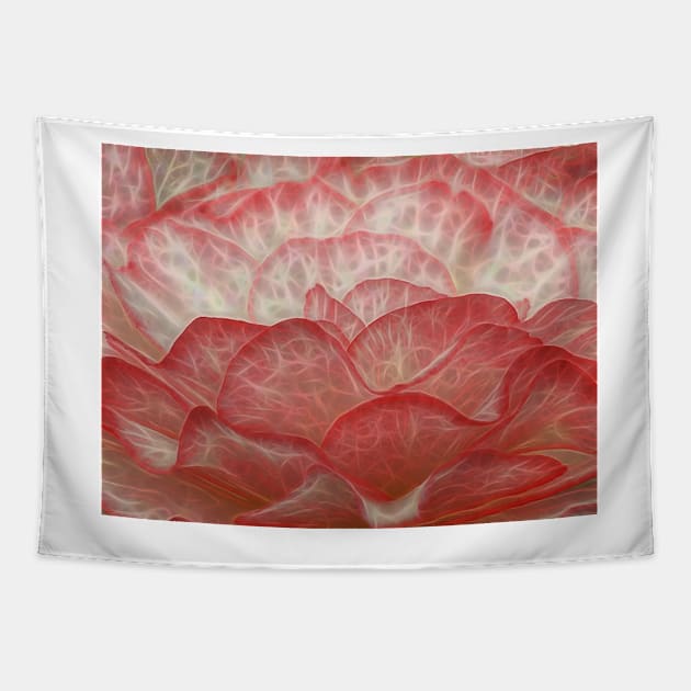 side view of frilly white and red edged begonia plant in closeup glowing to show petal veins Tapestry by mister-john