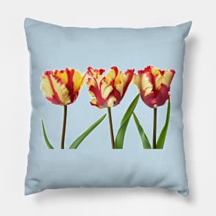 Tulipa  &#39;Flaming Parrot&#39;    Parrot Group  Tulip Pillow