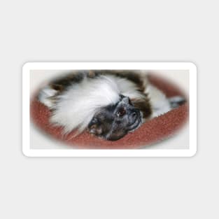 Cotton-top Tamarin Magnet