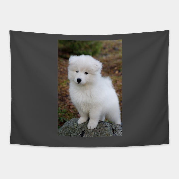 Cute samoyed dog puppy in the forest Tapestry by Juhku