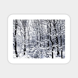 Snow Covered Trees Magnet