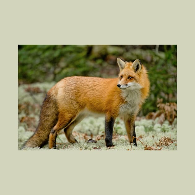 Red Fox by jaydee1400