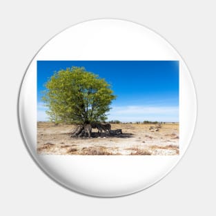 Zebras in the Shadow of the Only Tree - Etosha, Namibia Pin