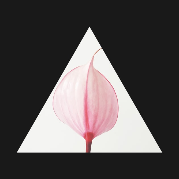 Pink Calla Lily II by Cassia