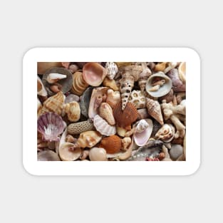 Seashells Magnet