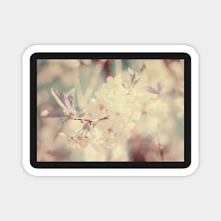 White Cherry Plum flowers Magnet