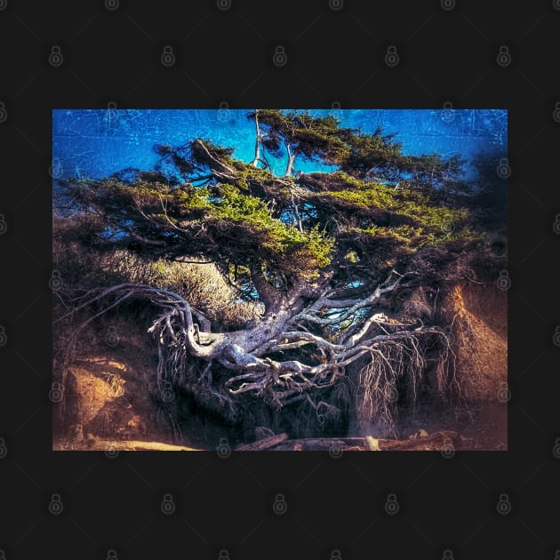 Kalaloch Tree of Life Surreal by kchase