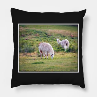 Llamas Pillow