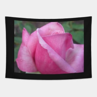 Morning Dew Pink Rose Photo Print And Others Tapestry