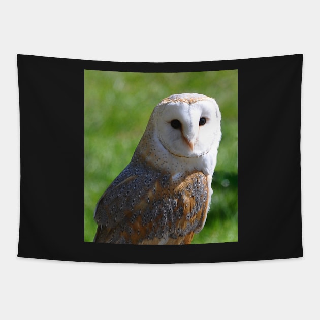 Barn Owl Tapestry by declancarr