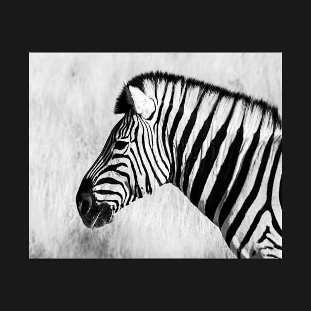 Zebra in black and white. by sma1050