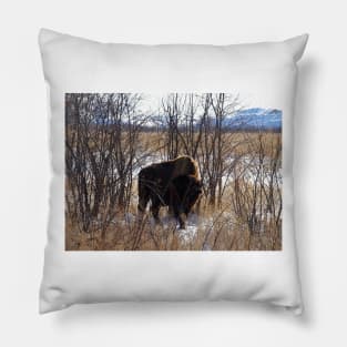 Colorado Buffalo Pillow