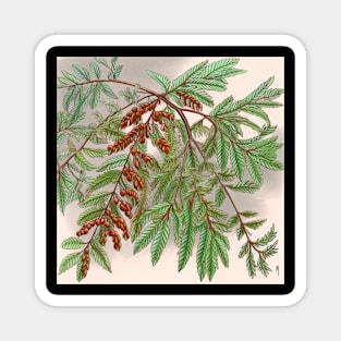 Dawn redwood drawing Magnet