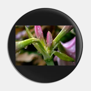 fresh flower bud Pin