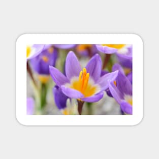 Crocus sieberi subsp. sublimis  &#39;Tricolor&#39;   AGM  Three-coloured Sieber&#39;s crocus Magnet