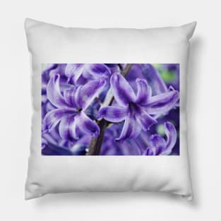 Hyacinthus orientalis  &#39;Marie&#39;  Hyacinth Pillow