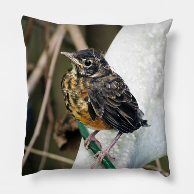 Young American Robin Perched On A Chair Pillow by BackyardBirder