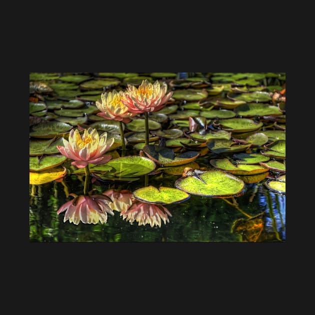 Flowers in a Pond by jswolfphoto