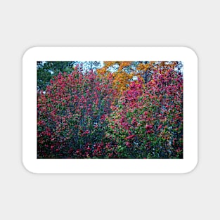 Red Green And Yellow Trees Magnet