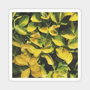 Beautiful Yellow and Green Leaves Magnet