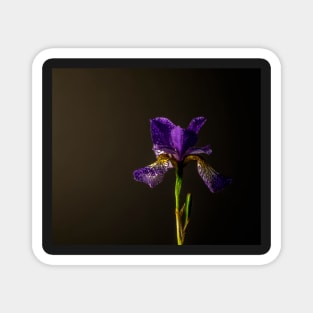 Purple Siberian iris still life Magnet