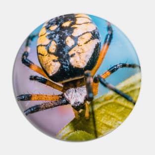 Black & Yellow Argiope Orbweaver Spider. Macro Photograph Pin