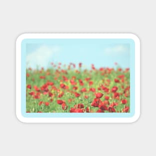 Daytime Poppy field Magnet