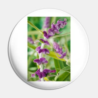Salvia leucantha  AGM  Mexican bush sage Pin