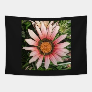 Pink Gazania Flower Tapestry