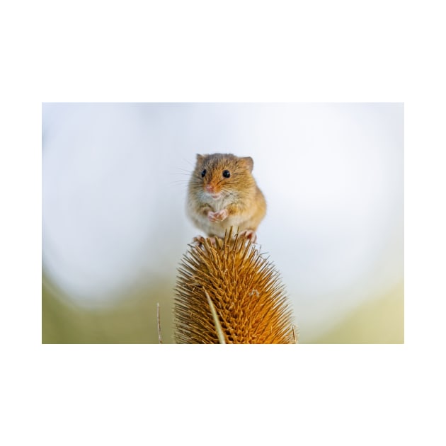 Harvest Mouse on Teasel by GrahamPrentice