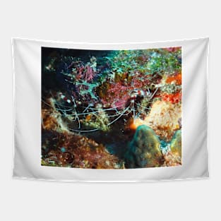 Banded Coral Shrimp Tapestry