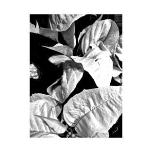 White Poinsettias in Black and White - Merry Christmas - Christmas Gift T-Shirt