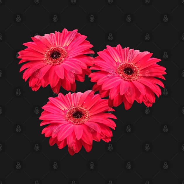 gerbera flower, daisies, gerberas, daisy, bloom by rh_naturestyles