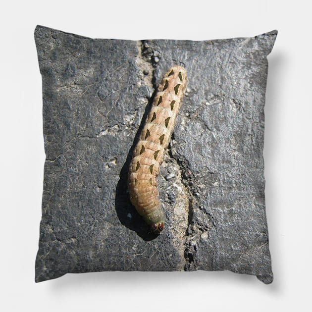 Caterpillar Pillow by Reilly's Fine Art and Designs