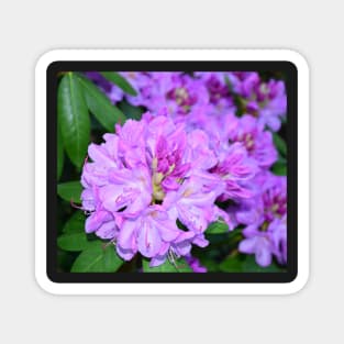 Rhododendron flower photo Magnet