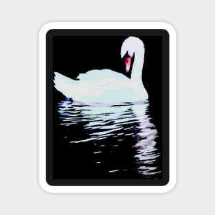 White swans on black Magnet