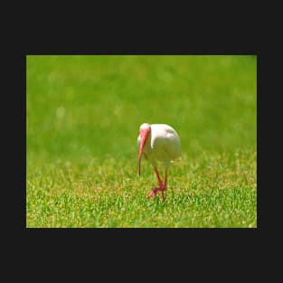 White Ibis Taking A Step T-Shirt