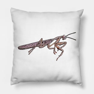 Rhombodera kirbyi male Pillow