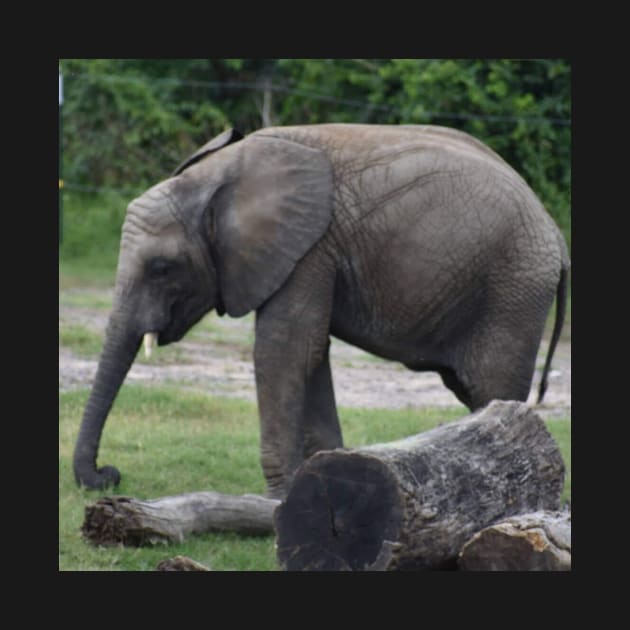 African Elephant by Sharonzoolady