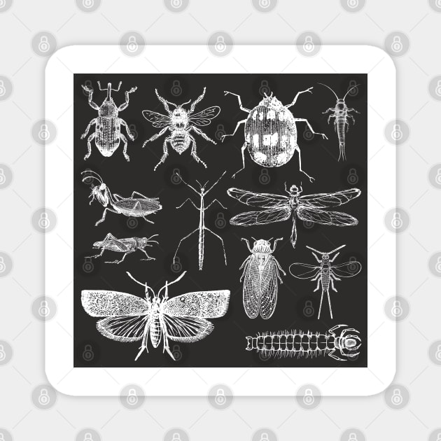 Insect Entomology Magnet by Kamaloca