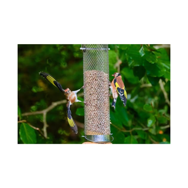 Squabbling Goldfinches by GrahamPrentice